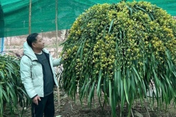 Lan trần mộng giá trăm triệu đồng một chậu 'cháy hàng'