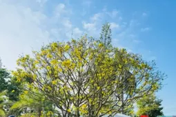 Mai vàng 'ngũ phúc' tiền tỷ ở Quảng Ngãi: Đế tứ diện, dáng thế không tì vết