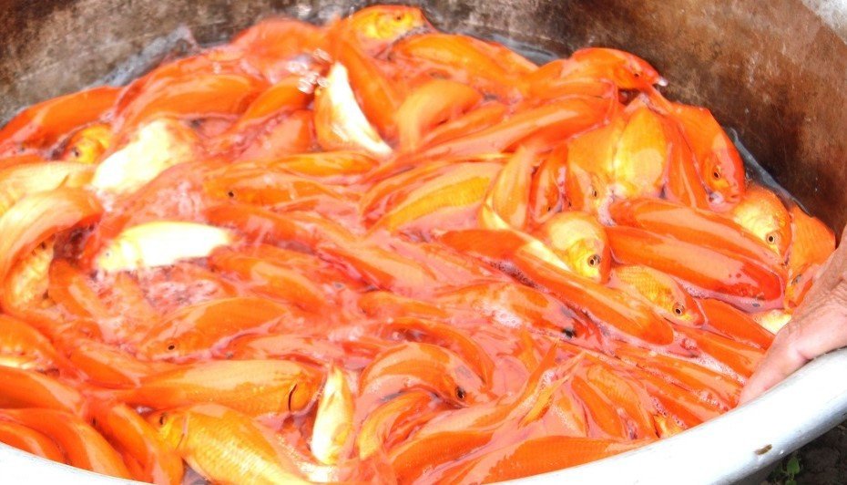 Cá chép sau khi được vớt lên từ ao nhanh chóng được phân loại ngay tại bờ, ưu tiên những con khỏe, màu đỏ tươi, bơi nhanh để bán cho thương lái.