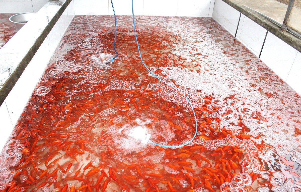 Cá chép sau khi được vớt lên từ ao nhanh chóng được phân loại ngay tại bờ, ưu tiên những con khỏe, màu đỏ tươi, bơi nhanh để bán cho thương lái.