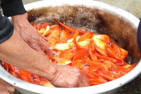 Bên trong 'thủ phủ' cá chép đỏ miền Bắc trước ngày ông Công, ông Táo