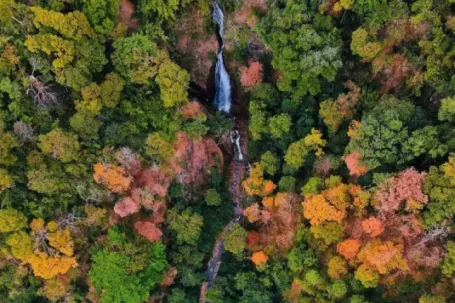 'Tuyệt đối điện ảnh' bằng lăng Măng Đen mùa thay lá