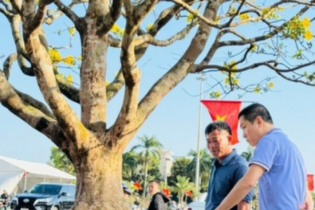 Ngắm cây mai được trả giá hơn 1 tỉ đồng, chủ nhân chưa muốn bán