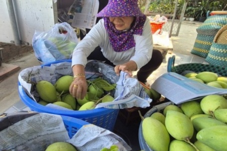 Xoài Tết quá mắc, người bán thấy giá cũng "sợ"