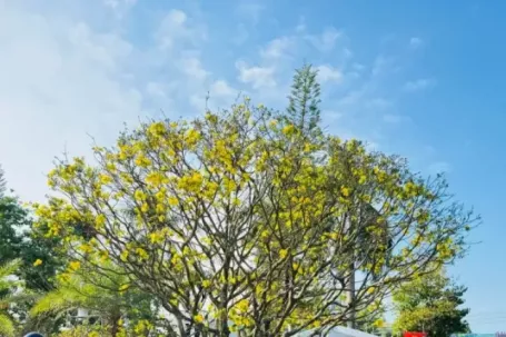 Mai vàng 'ngũ phúc' tiền tỷ ở Quảng Ngãi: Đế tứ diện, dáng thế không tì vết