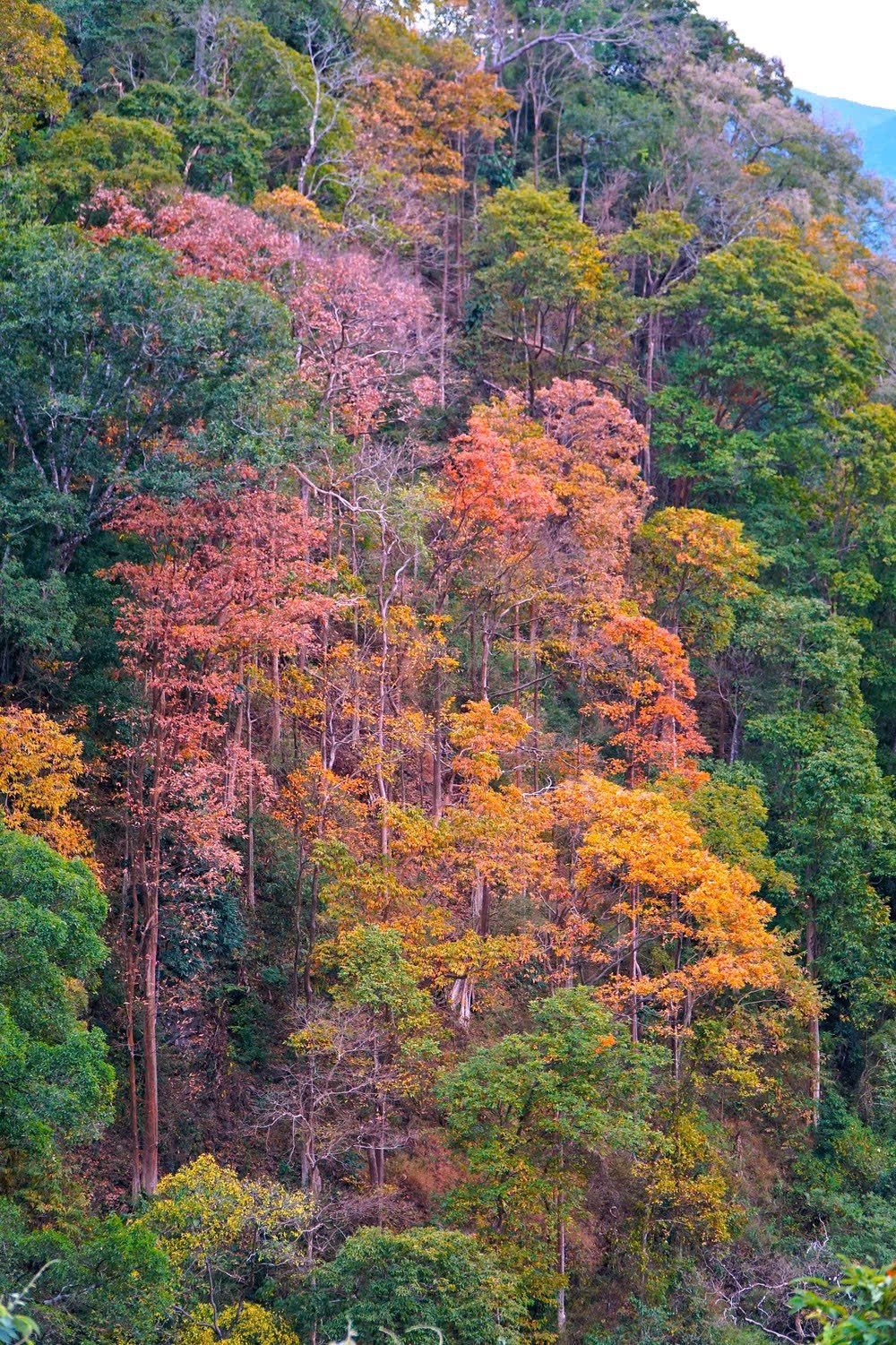 Dù chỉ dừng chân trong thời gian ngắn, khung cảnh rừng bằng lăng thay lá vẫn đủ để tạo ấn tượng mạnh, trở thành điểm nhấn bất ngờ trong hành trình khám phá Măng Đen của du khách.