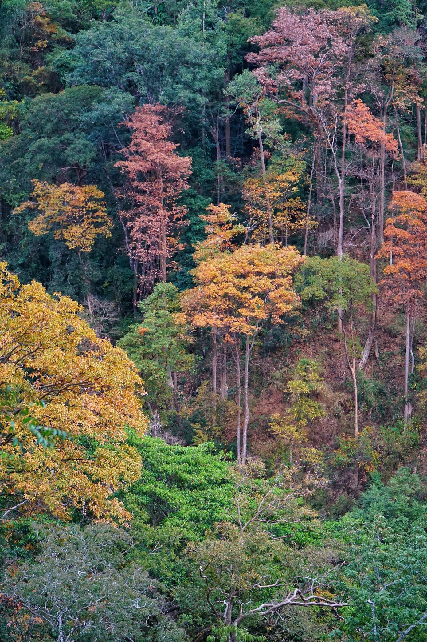 Dù chỉ dừng chân trong thời gian ngắn, khung cảnh rừng bằng lăng thay lá vẫn đủ để tạo ấn tượng mạnh, trở thành điểm nhấn bất ngờ trong hành trình khám phá Măng Đen của du khách.