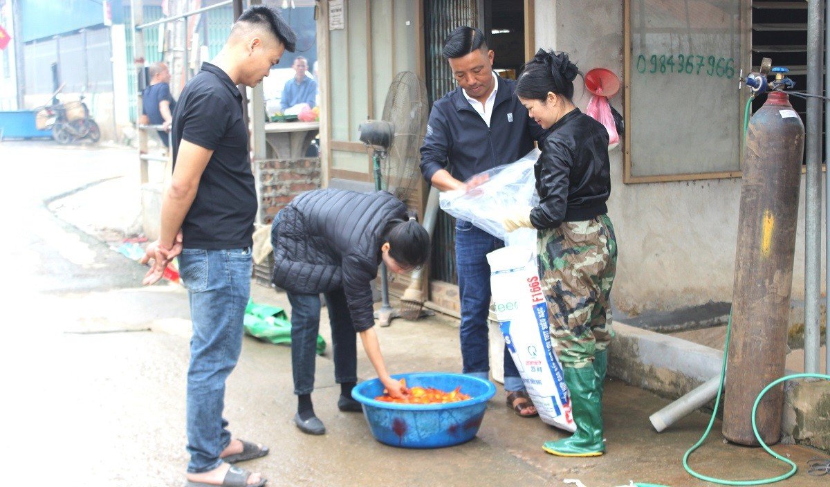 Theo một số thương lái, cá chép được chào bán theo con dao động từ 5-7.000 đồng/con. Thương lái kiểm tra cá trước khi đóng bể, chuẩn bị đưa lên xe tải vận chuyển tới các chợ đầu mối và điểm bán lẻ phục vụ Tết Ông Công, Ông Táo. Trong tín ngưỡng dân gian Việt Nam, lễ cúng ông Công, ông Táo ngày 23 tháng Chạp gắn liền với tục thả cá chép - linh vật đưa Táo Quân về chầu trời. Cá chép dùng để cúng thường là cá chép đỏ, khỏe mạnh, bơi linh hoạt, không trầy xước hay bong tróc vảy.