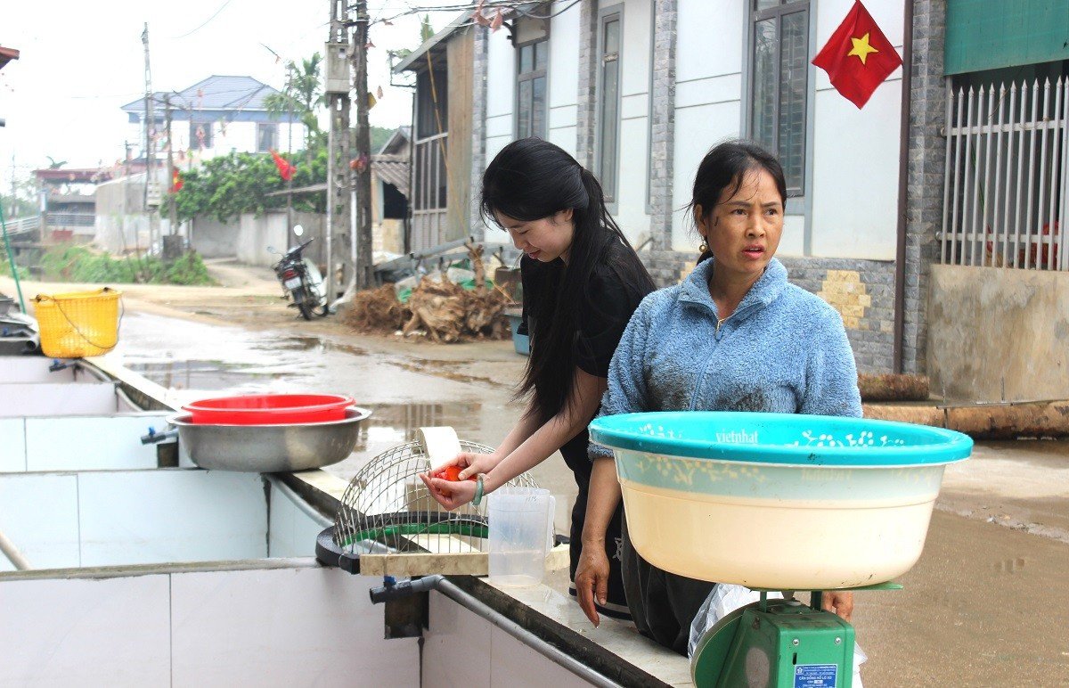 Theo một số thương lái, cá chép được chào bán theo con dao động từ 5-7.000 đồng/con. Thương lái kiểm tra cá trước khi đóng bể, chuẩn bị đưa lên xe tải vận chuyển tới các chợ đầu mối và điểm bán lẻ phục vụ Tết Ông Công, Ông Táo. Trong tín ngưỡng dân gian Việt Nam, lễ cúng ông Công, ông Táo ngày 23 tháng Chạp gắn liền với tục thả cá chép - linh vật đưa Táo Quân về chầu trời. Cá chép dùng để cúng thường là cá chép đỏ, khỏe mạnh, bơi linh hoạt, không trầy xước hay bong tróc vảy.