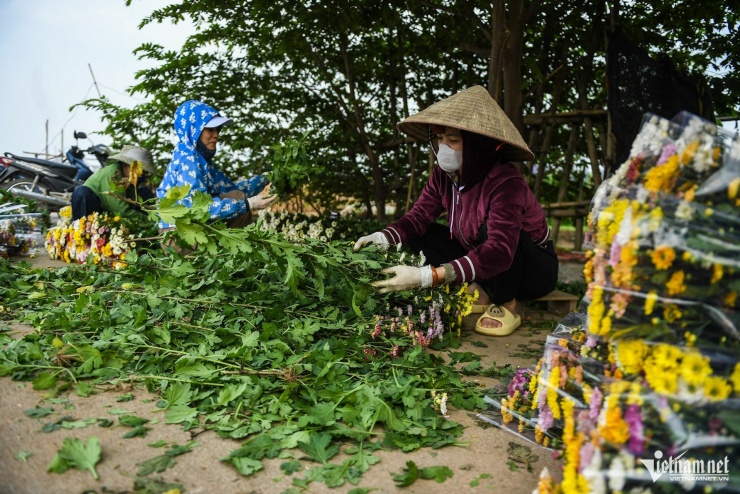 Những ngày giáp Tết, nông dân làng trồng hoa Tây Tựu (Hà Nội) tất bật thu hoạch khi nhu cầu về mặt hàng này trên thị trường ngày một tăng mạnh.&nbsp;