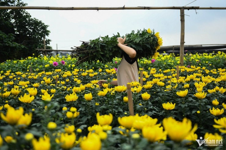 Người dân Tây Tựu thu trăm triệu từ loài hoa 'không thể thiếu' dịp Tết - 3