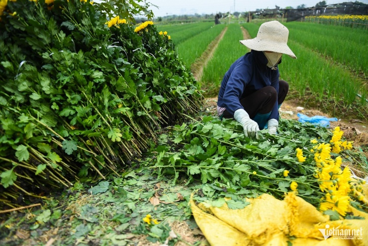 Người dân Tây Tựu thu trăm triệu từ loài hoa 'không thể thiếu' dịp Tết - 2