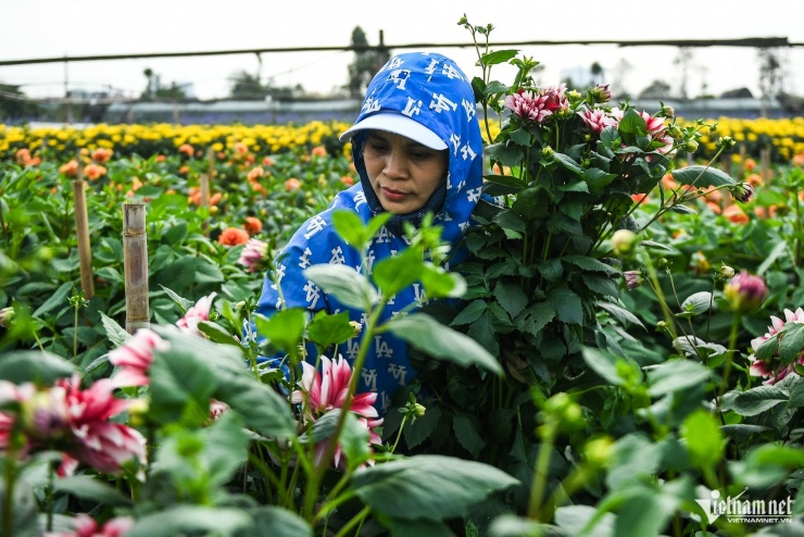 Thược dược có giá 10.000 đồng/cành, chị Vũ Thị Chinh tất bật thu hoạch vào chiều tối. "Đây là một trong những loại hoa được săn đón vào dịp Tết. Vụ mùa lớn nhất trong năm này của nông dân, mỗi gia đình thu về từ vài chục đến cả trăm triệu", chị Chinh nhận định.