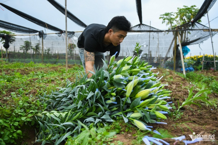 Ruộng hoa ly của gia đình anh Hà cũng đã bán khoán cho thương lái khi được giá, chỉ mất một buổi chiều để thu hoạch cả ruộng và giao cho khách. Theo anh Hà, giá hoa tại vườn ở mức 310.000 đồng/bó 10 cành. "Năm nay giống đắt, giá phân bón tăng mạnh nhưng nhìn chung là một năm được mùa của bà con Tây Tựu", anh nói.