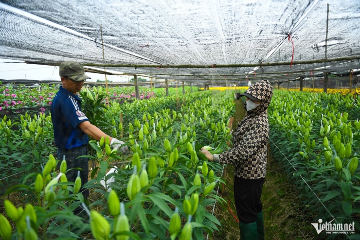 Để thu hoạch đúng vụ Tết, hoa ly được các nhà vườn trồng trước đó 3 tháng bên trong các nhà màng. Đây là loại hoa có giá cao nhưng bền, mùi thơm đậm, được nhiều gia đình ưa chuộng.&nbsp;