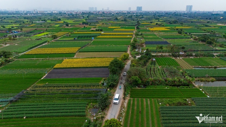 Hoa ly, cúc, thược dược... đều là những loại hoa được nhiều gia đình ưa chuộng và gần như không thể thiếu vào ngày Tết. Thời gian thu hoạch từ 2-3 tháng sau khi gieo trồng, mang về lợi nhuận cao.