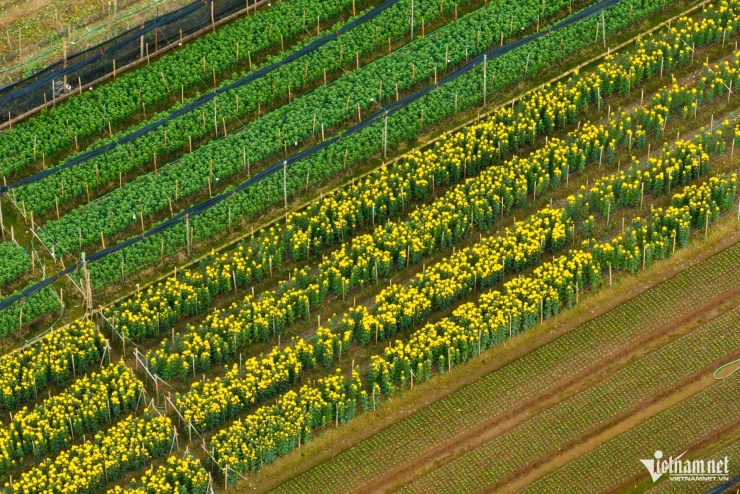 Người dân Tây Tựu thu trăm triệu từ loài hoa 'không thể thiếu' dịp Tết - 10