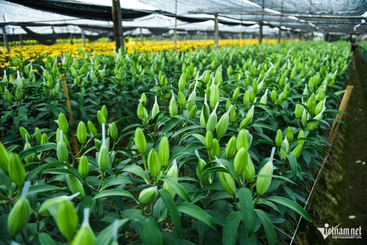 Người dân Tây Tựu thu trăm triệu từ loài hoa 'không thể thiếu' dịp Tết - 11
