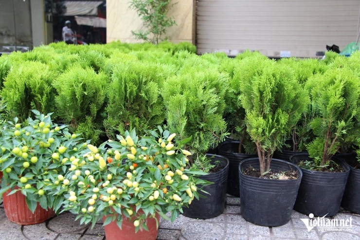 Ngoài bán lá, tiểu thương còn bán cả chậu cây trắc bách diệp. Ảnh: Hà Nguyễn&nbsp;