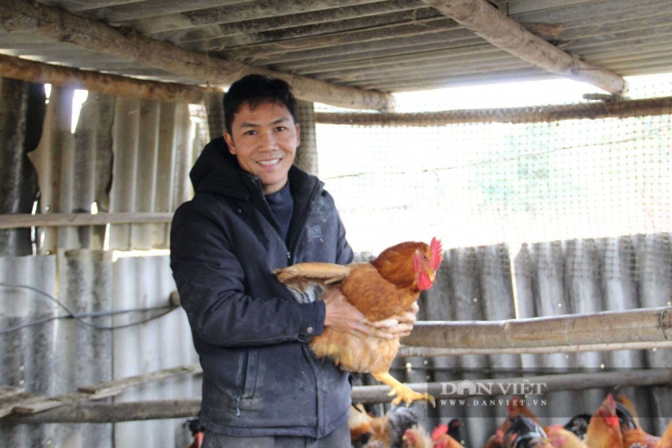 Hội viên nông dân Nguyễn Văn Biên bên chú gà trống thiến. Ảnh: Hoàng Tính