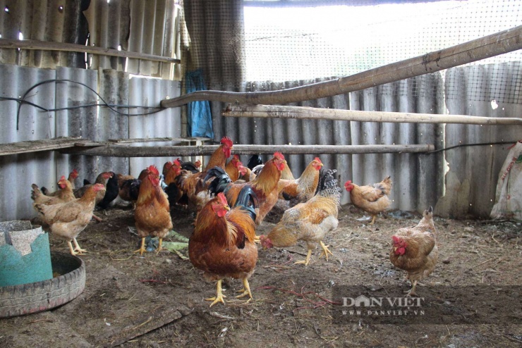 Những chú gà được nuôi với quy trình hữu cơ luôn khỏe mạnh. Ảnh: Hoàng Tính