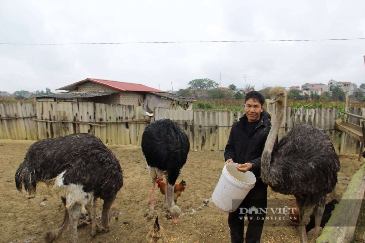 Anh Biên còn nuôi thêm những chú đà điểu để phát triển kinh tế. Ảnh: Hoàng Tính