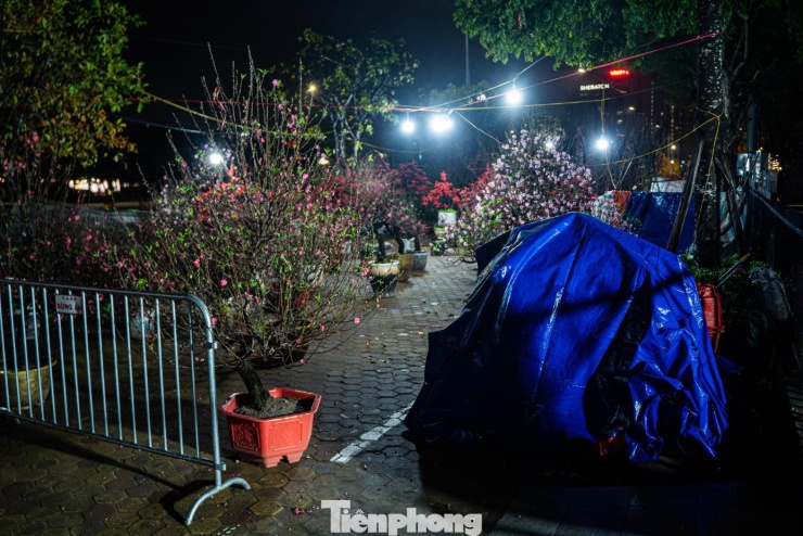 Ghi nhận của PV Tiền Phong những ngày cận Tết Bính Ngọ 2026, mưa lạnh bao trùm Hà Nội. Tại các điểm tập kết hoa lớn như Lạc Long Quân, Tố Hữu, Mỹ Đình, nhiều tiểu thương phải căng bạt, dựng lều tạm ngay trên vỉa hè để ngủ lại trông hàng.