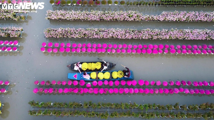 Năm nay, các loại hoa như cúc đỏ, cúc cam, cúc tím, xác pháo được nhiều nhà vườn chọn trồng do thị trường tiêu thụ tốt. Sức mua mùa Tết được đánh giá ổn định, khả quan hơn so với năm trước.