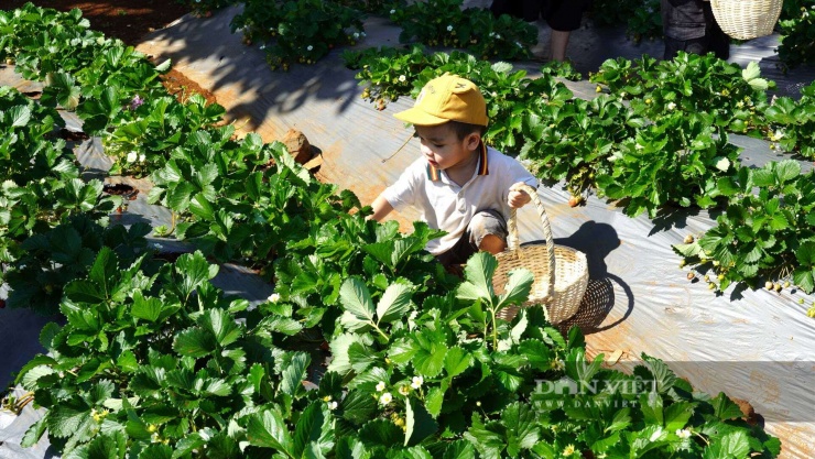 Một em nhỏ trải nghiệm hái dâu tây ở nông trại của chị Đinh Thị Thu Thảo. Ảnh: Ngọc Vũ.
