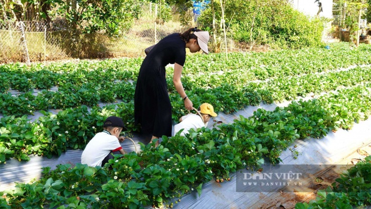 Trồng cây tà tà mặt đất, ra quả mọng hình trái tim, khách kéo nhau đến hái, cô nông dân Quảng Trị thu nhập cao - 3