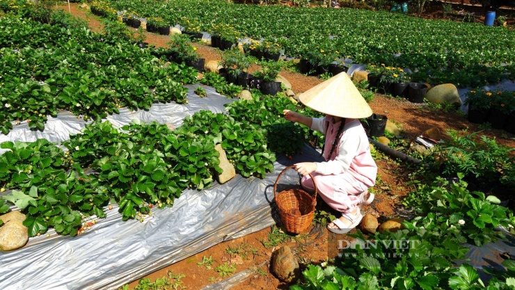 Trồng cây tà tà mặt đất, ra quả mọng hình trái tim, khách kéo nhau đến hái, cô nông dân Quảng Trị thu nhập cao - 5