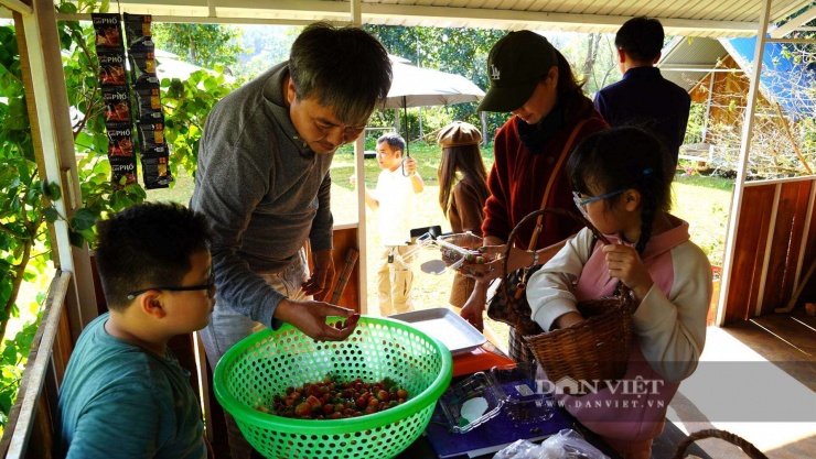 Trồng cây tà tà mặt đất, ra quả mọng hình trái tim, khách kéo nhau đến hái, cô nông dân Quảng Trị thu nhập cao - 6