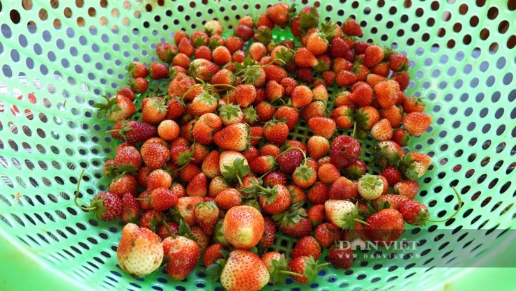 Trồng cây tà tà mặt đất, ra quả mọng hình trái tim, khách kéo nhau đến hái, cô nông dân Quảng Trị thu nhập cao - 8