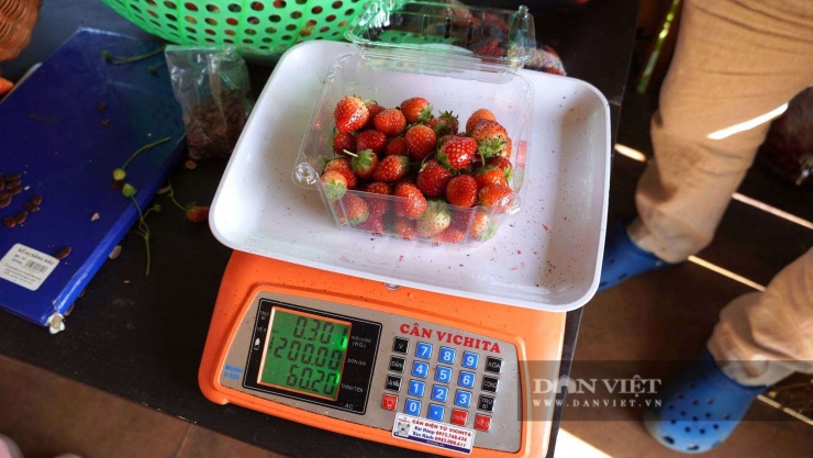 Sau khi thu hoạch, du khách mang dâu tây vào cân trọng lượng để mua với giá 200.000 đồng/kg. Ảnh: Ngọc Vũ.