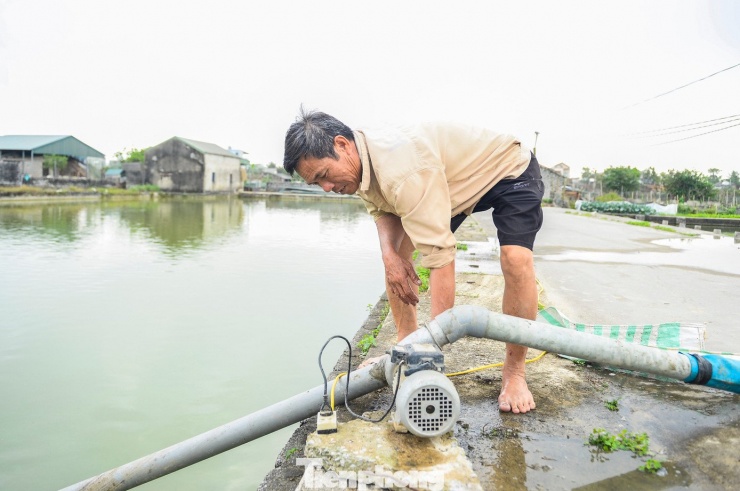 Từ sáng sớm, nhiều hộ dân ở làng Tân Cổ đã đưa máy hút nước ra khỏi ao, kéo lưới thu hoạch, tất bật phân loại, đóng cá để kịp giao cho thương lái.