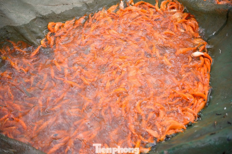 Theo quan niệm dân gian, cá chép là phương tiện để ông Công, ông Táo chầu trời, báo cáo với Ngọc Hoàng những việc lớn nhỏ của gia đình trong suốt một năm. Vì vậy, cá chép đỏ luôn được người dân lựa chọn kỹ, ưu tiên những con cá khỏe mạnh, màu sắc tươi, hình dáng đẹp.