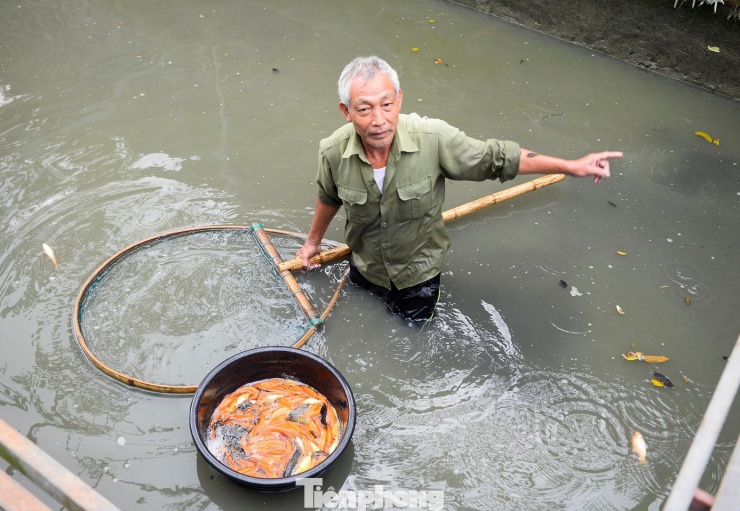“Cá ông Táo thường được thả nuôi từ tháng 8. Đến khoảng tháng 11 âm lịch là thương lái đã liên hệ đặt hàng. Năm nay thời tiết thuận lợi nên cá sinh trưởng tốt, kích cỡ đồng đều” - ông Lê Hữu Tri (67 tuổi, làng Tân Cổ, xã Lưu Vệ) cho biết.