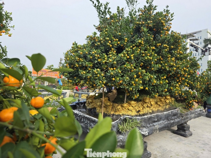 Chậu quất cỡ lớn của một tiểu thương đang trở thành điểm nhấn, thu hút đông đảo người dân và người đi đường dừng chân chiêm ngưỡng. Chậu quất này được người này mua từ tỉnh Hưng Yên và hiện đang được chào bán với mức giá 120 triệu đồng. Theo chia sẻ của chủ nhân, cây quất có tuổi đời trên 10 năm, thân gốc to, tán cây rộng, quả ra dày và phân bố đều từ gốc đến ngọn.