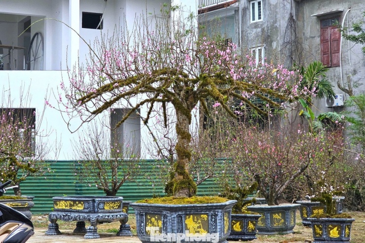 Tại Nghệ An, những ngày giáp Tết Bính Ngọ , trên tuyến đường 72m đoạn qua phường Vinh Phú, tỉnh Nghệ An, hàng loạt nhà vườn đã đưa những cây đào “khủng” từ các vùng trồng nổi tiếng như Sa Pa, Mộc Châu…