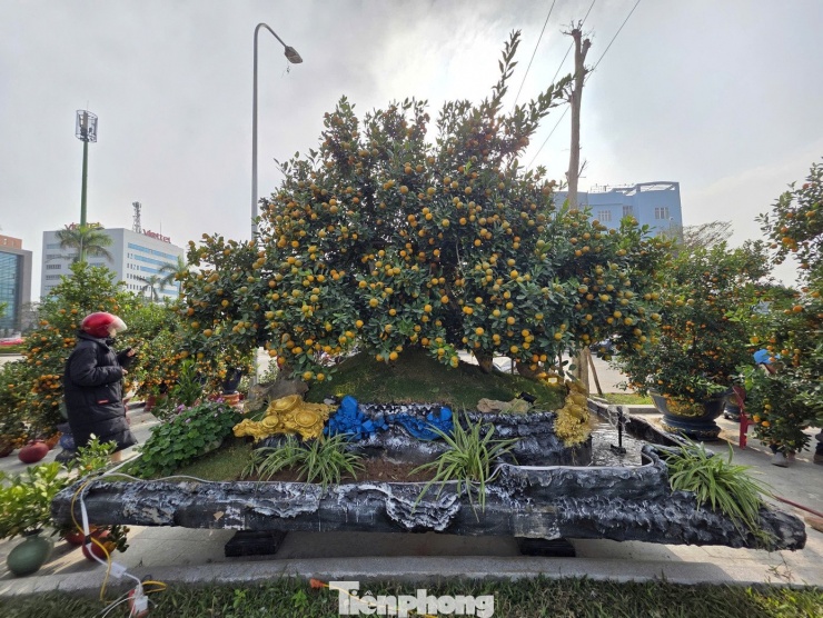 Gốc quất độc đáo này được đặt tên là quất “đảo ngọc, đảo vàng”. Nghệ nhân đã khéo léo tạo dáng cây trên một “hòn đảo” nhân tạo, kết hợp hài hòa giữa yếu tố phong thủy và nghệ thuật tạo hình cây cảnh.