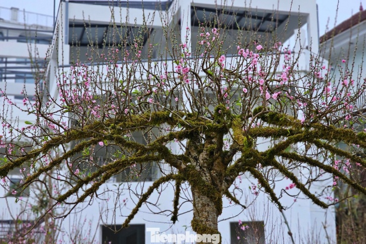 Theo chủ nhân của gốc đào này, để có được cây đào độc lạ này, họ đã mất nhiều công sức tìm kiếm và vận chuyển từ vùng trồng đào phía Bắc về. Hiện cây được rao bán với giá 80 triệu đồng, nếu khách chỉ thuê về chơi Tết, mức giá cũng lên tới 60 triệu đồng.