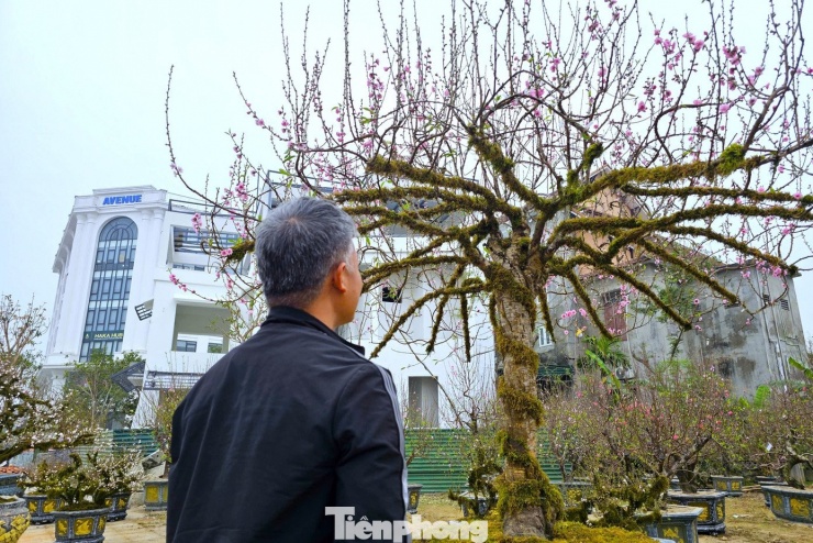 Độc lạ quất đảo vàng, đào chiếc ô - 4