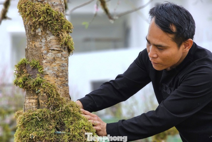 Trong số đó, có gốc đào cổ thụ với thân to, tán xòe rộng, cành được uốn tạo thế cân đối; trên thân chi chít nụ và hoa hồng phấn, nhìn từ xa tựa như một chiếc ô khổng lồ.