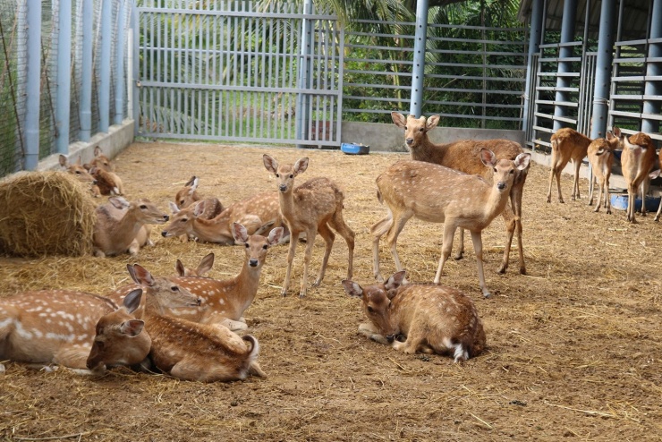 Đàn hươu sao của gia đình anh Thảo. Ảnh: H.B