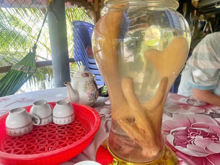 Cặp nhung hươu trị giá 12 triệu đồng mà anh Thảo vừa thu hoạch. Ảnh: H.B