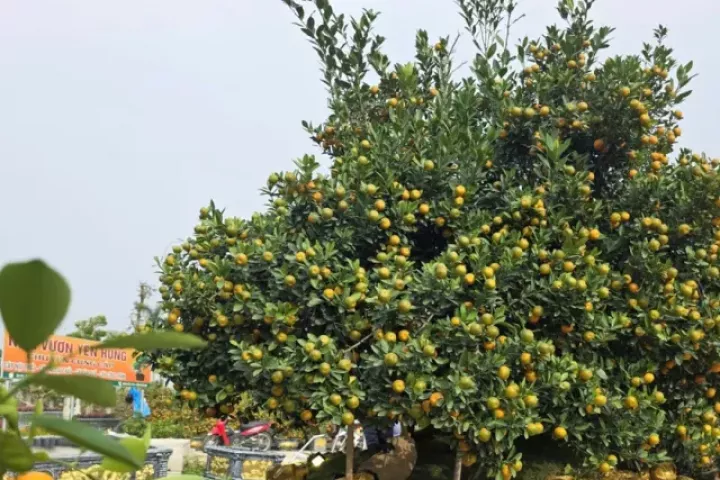 Độc lạ quất đảo vàng, đào chiếc ô