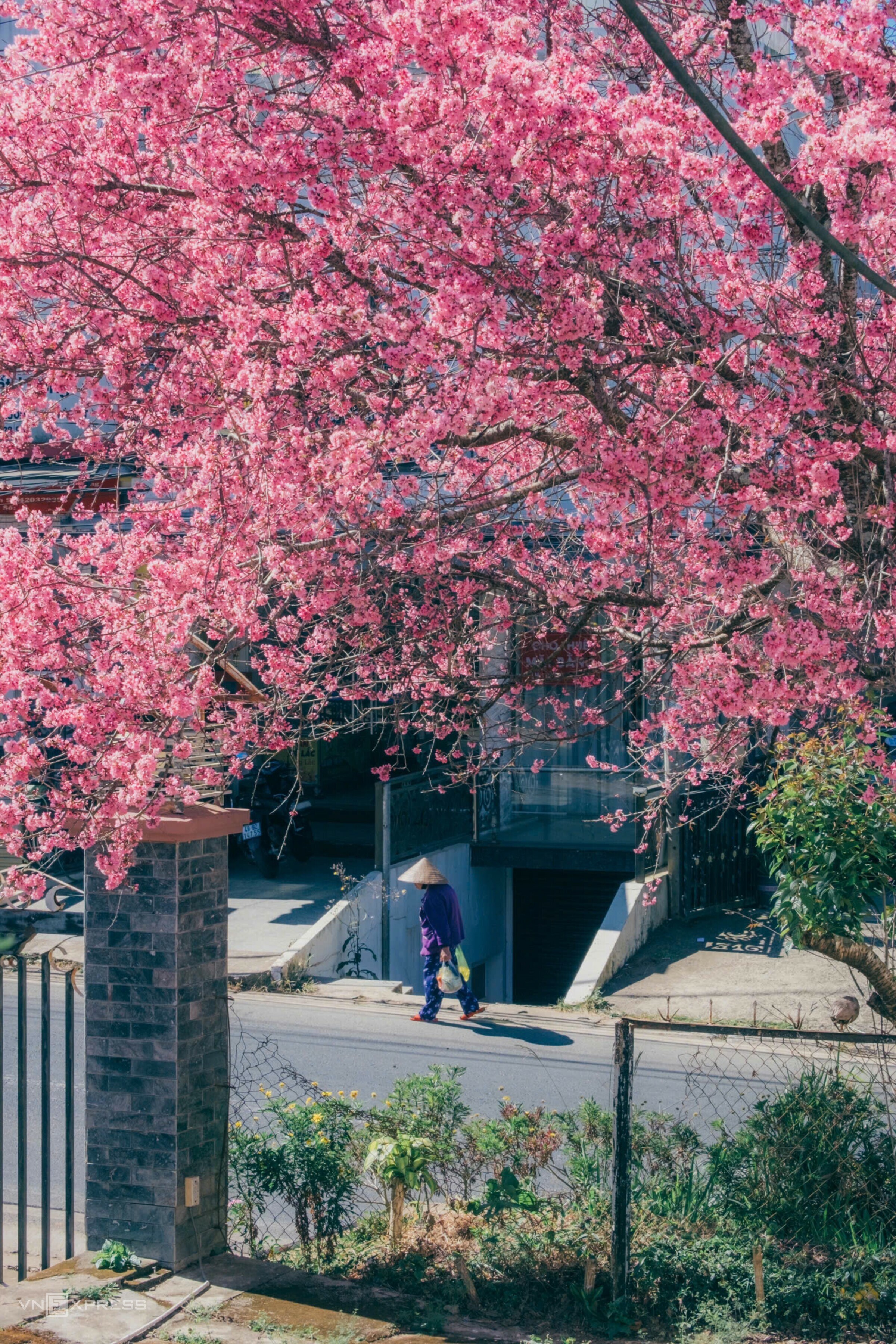 Mai anh đào bung nở khắp phố núi Đà Lạt - 2