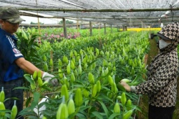 Người dân Tây Tựu thu trăm triệu từ loài hoa 'không thể thiếu' dịp Tết