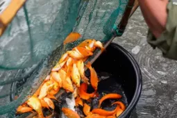 Làng cá chép đỏ xứ Thanh tất bật trước ngày Tết ông Công, ông Táo