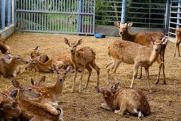 Cải tạo chuồng cũ nuôi hươu sao, nông dân miền Tây thu 300 triệu/năm